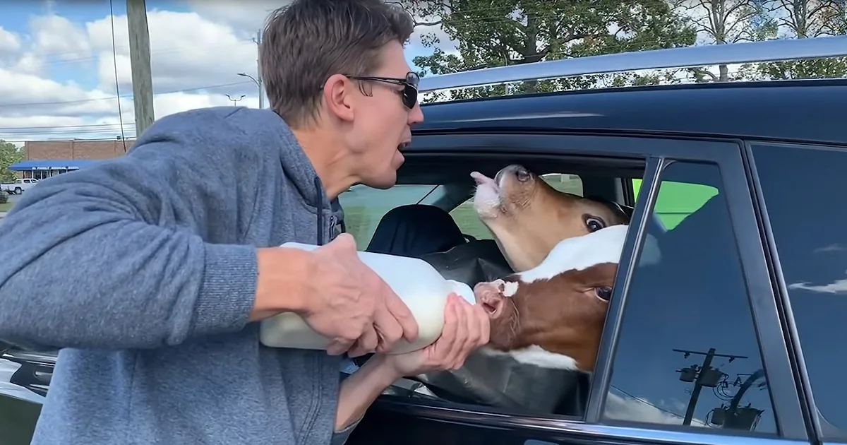 18-Hours, 2 Calves, One Amazing New Forever-Home