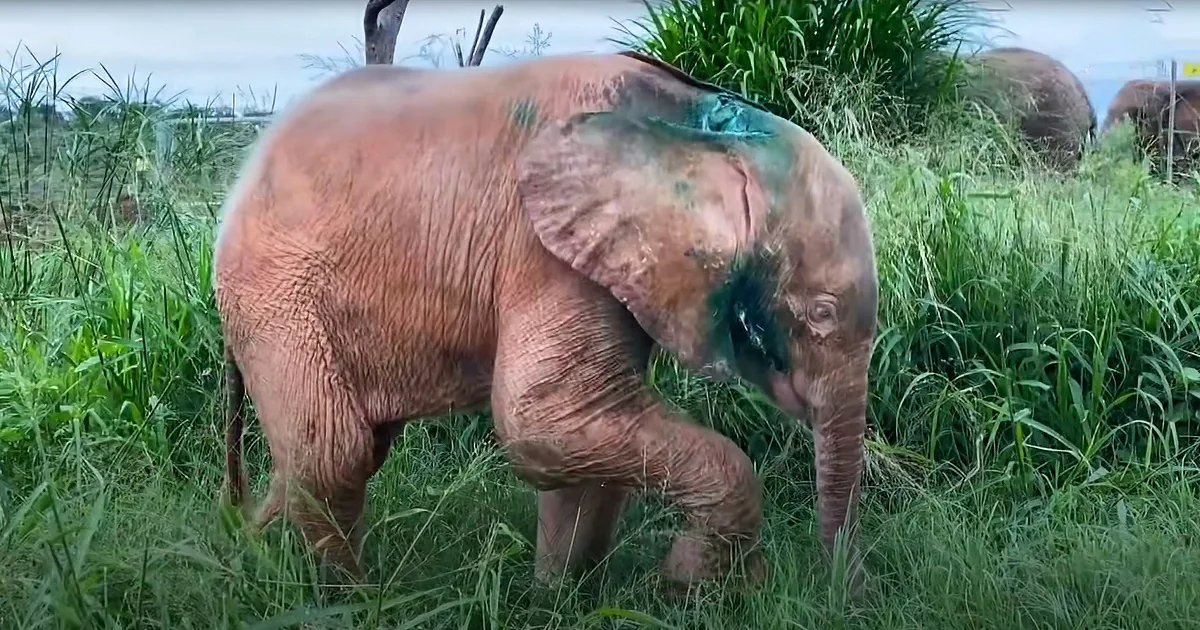Blue-Eyed Albino Elephant Snares Goat as Best Friend After Rescue