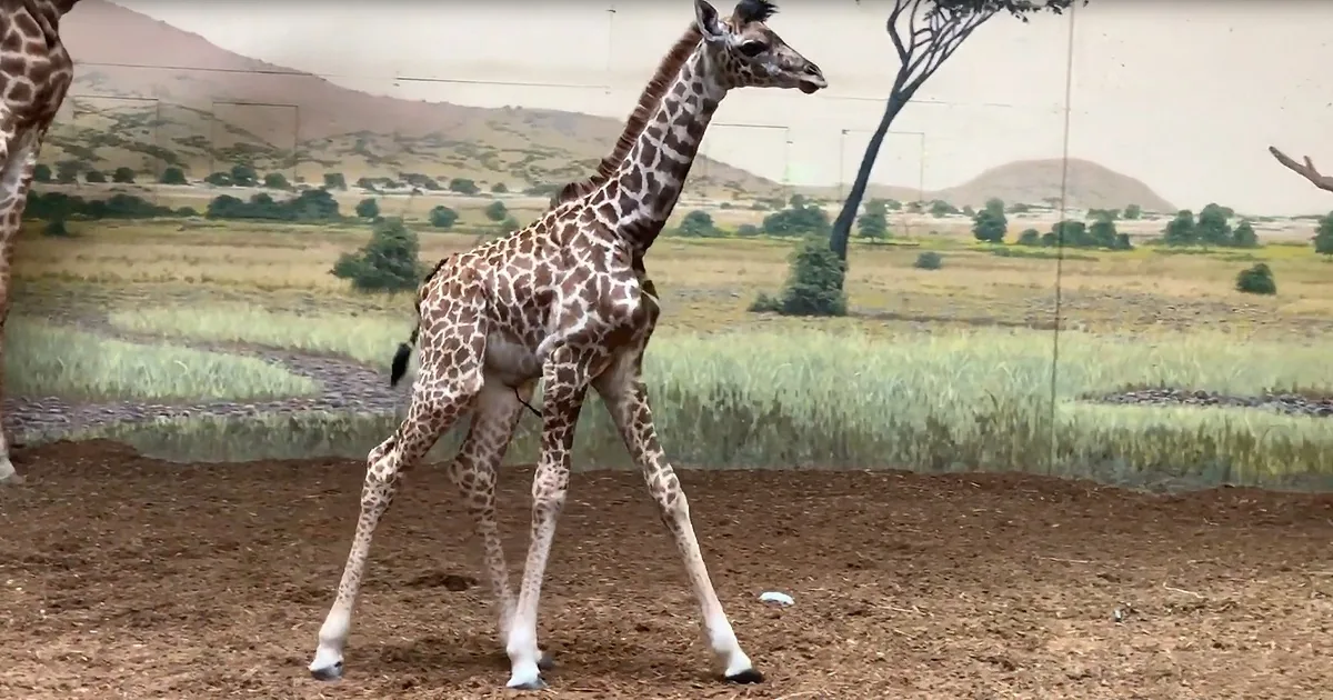 Baby Giraffe Finds His Legs in Adorable Impossible-to-Ignore Footage