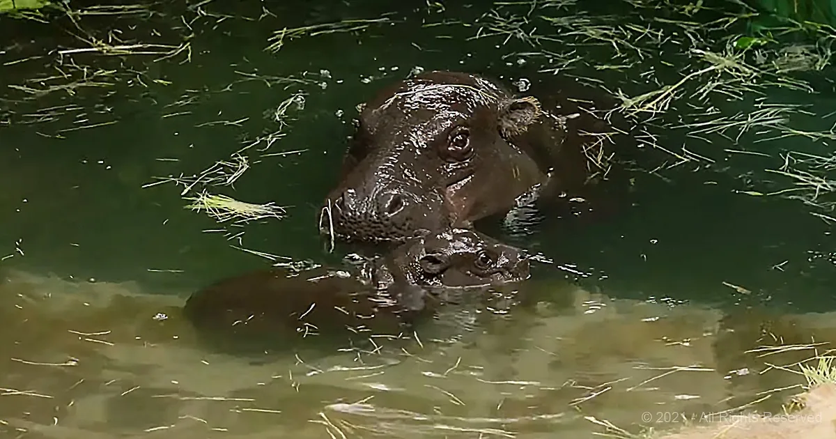First Pygmy Hippo Calf in 30-Years Is Beyond-Cute Inspiring News