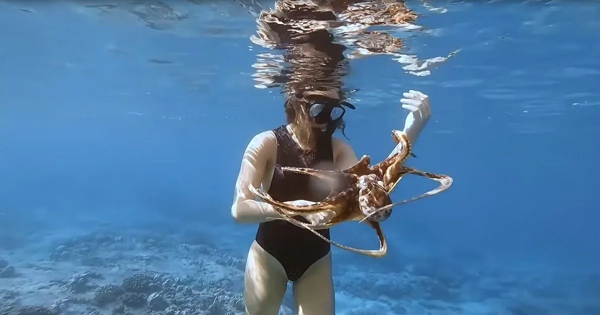 Friendly Octopus Wraps Itself Around Diver in Undersea Dance