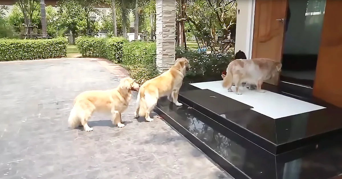 After a Muddy Day Outside, These 4 Pups Calmly Wait Their Turn to Get a Paw Wash