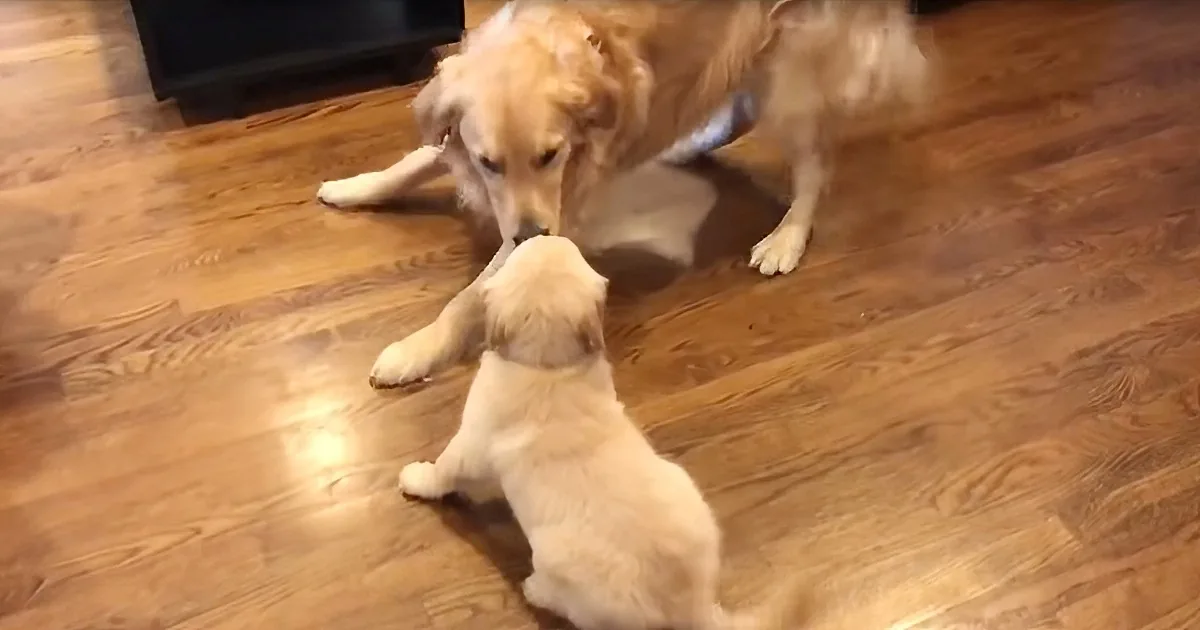 Adorable Golden Retriever Falls in Love With New Puppy Sister