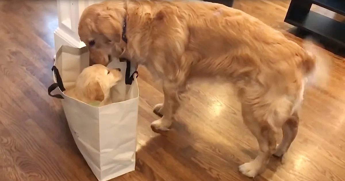 A golden retriever is interacting with a smaller puppy inside a paper bag on a wooden floor.