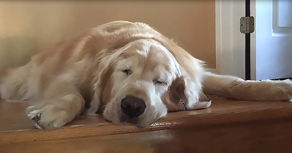 Charismatic Senior Dog Grabs Leash to Visit Best Friend
