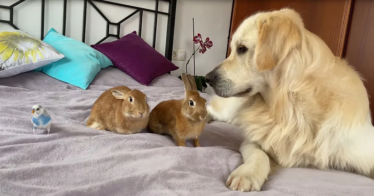 Two Cute Rabbits & a Budgie Make Friends With Bailey the Retriever