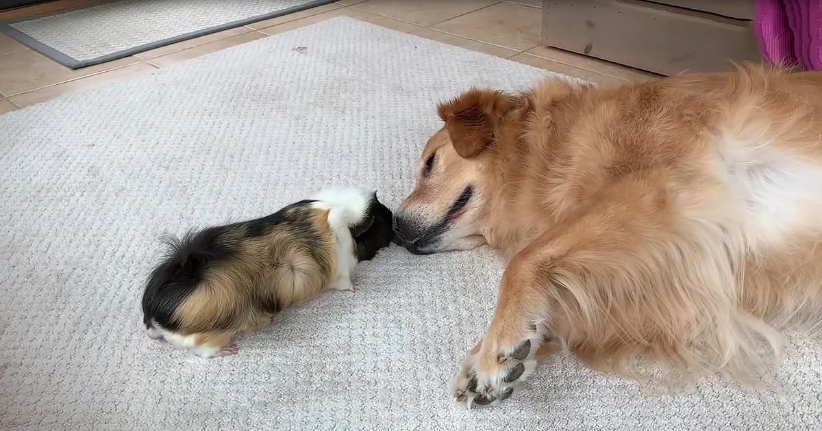 Friendly Golden Retriever Finds Best Friend in Charming Guinea Pig