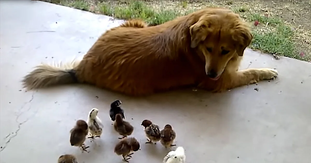 Loving Golden Retriever Adopts Ten Stray Baby Chicks