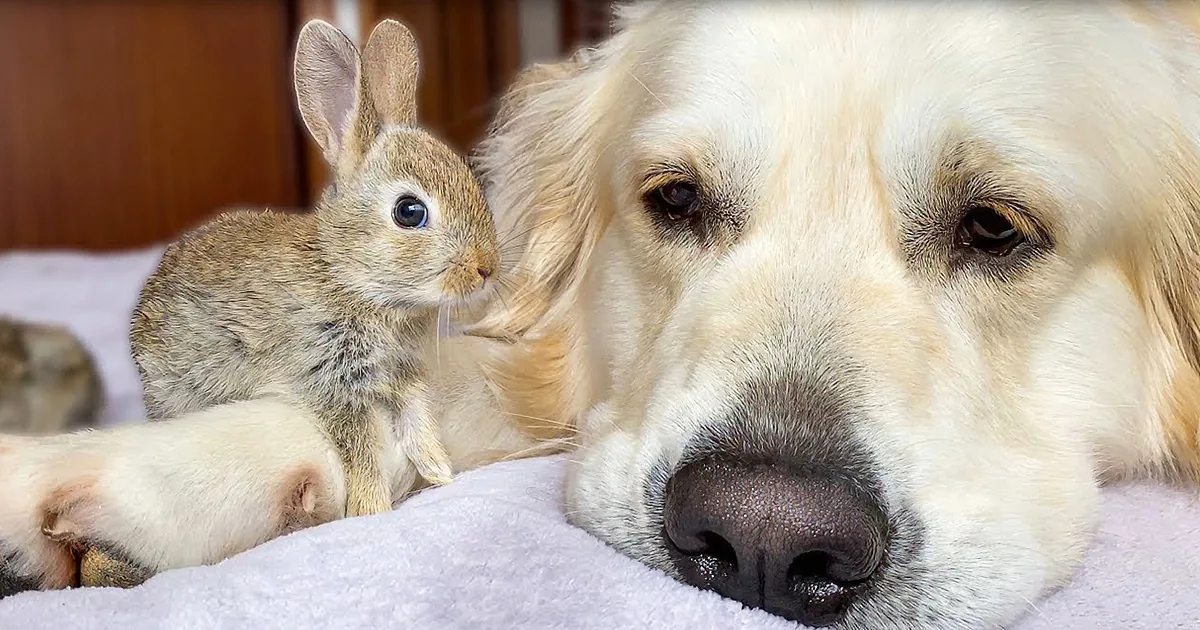 Motherly Golden Retriever Takes in Precious Baby Bunnies