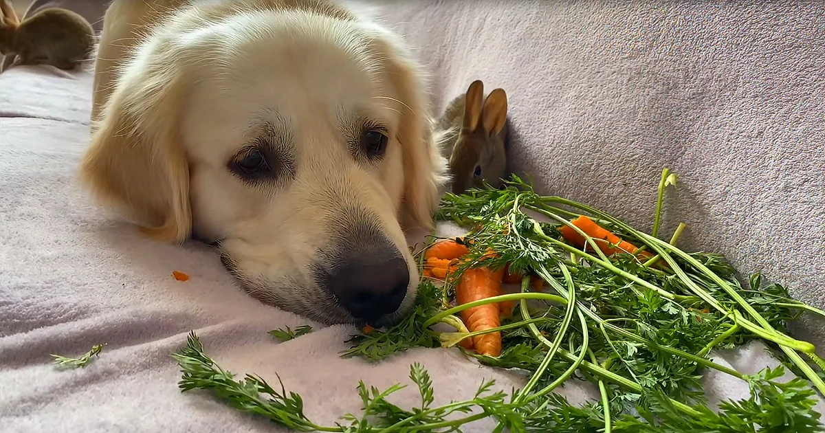 Hungry Golden Retriever Brings Lunch for Baby Bunnies