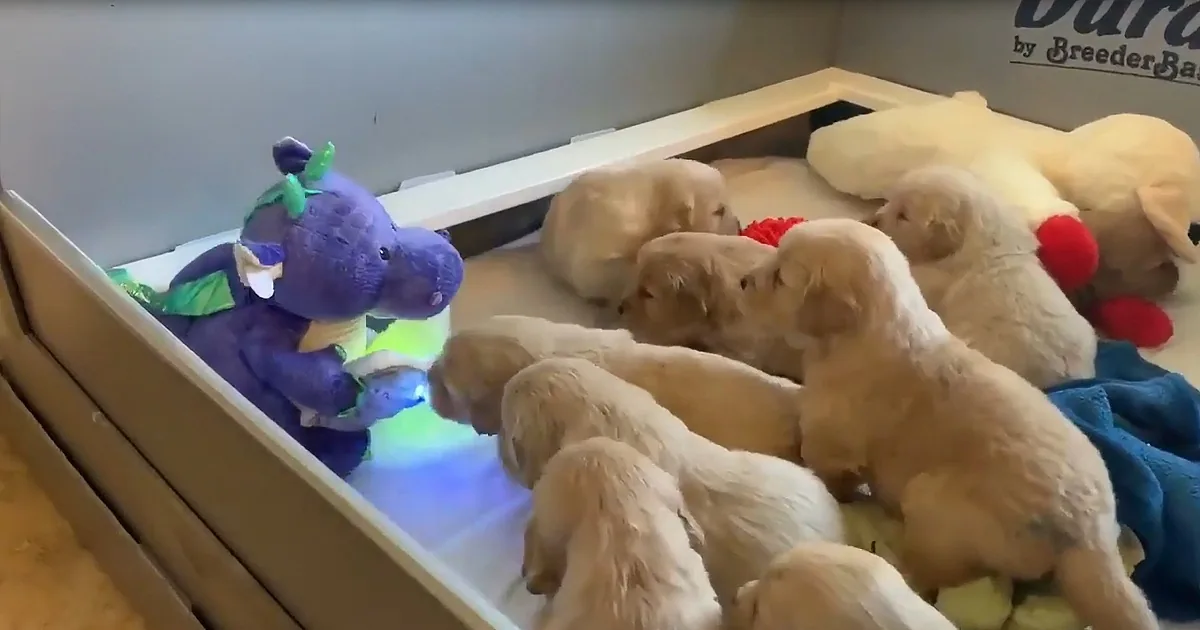 Puppies gather around a purple stuffed dragon toy in a crate.