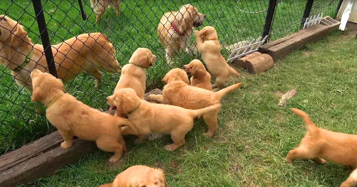 Excited Golden Retriever Puppies Flow Like River Into Backyard