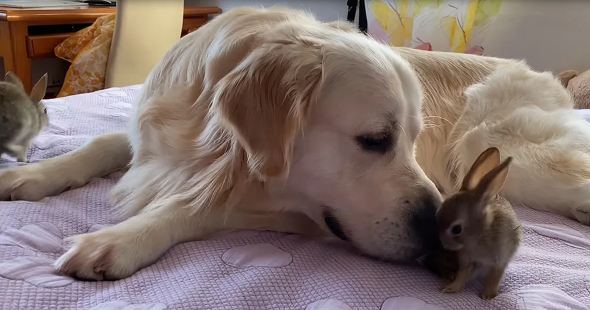 Cute Baby Bunnies Think Fluffy Golden Retriever Is Their Mom
