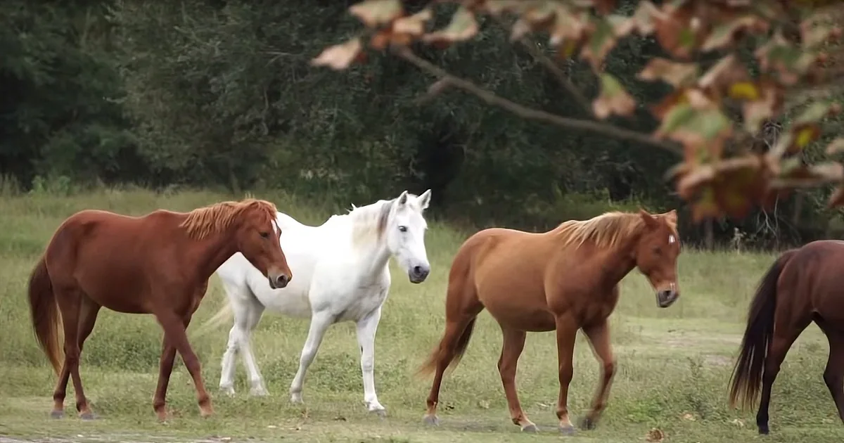 Lovable Horses Support Deaf Mare Friend