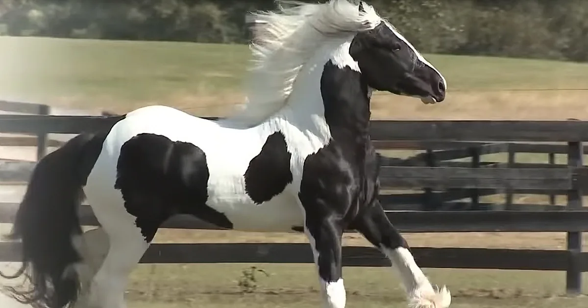 Breathtaking Gypsy Vanner Horse Stands out From Others