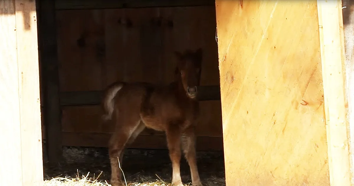 Adorable Foal Nervous to Experience Outdoors for First Time