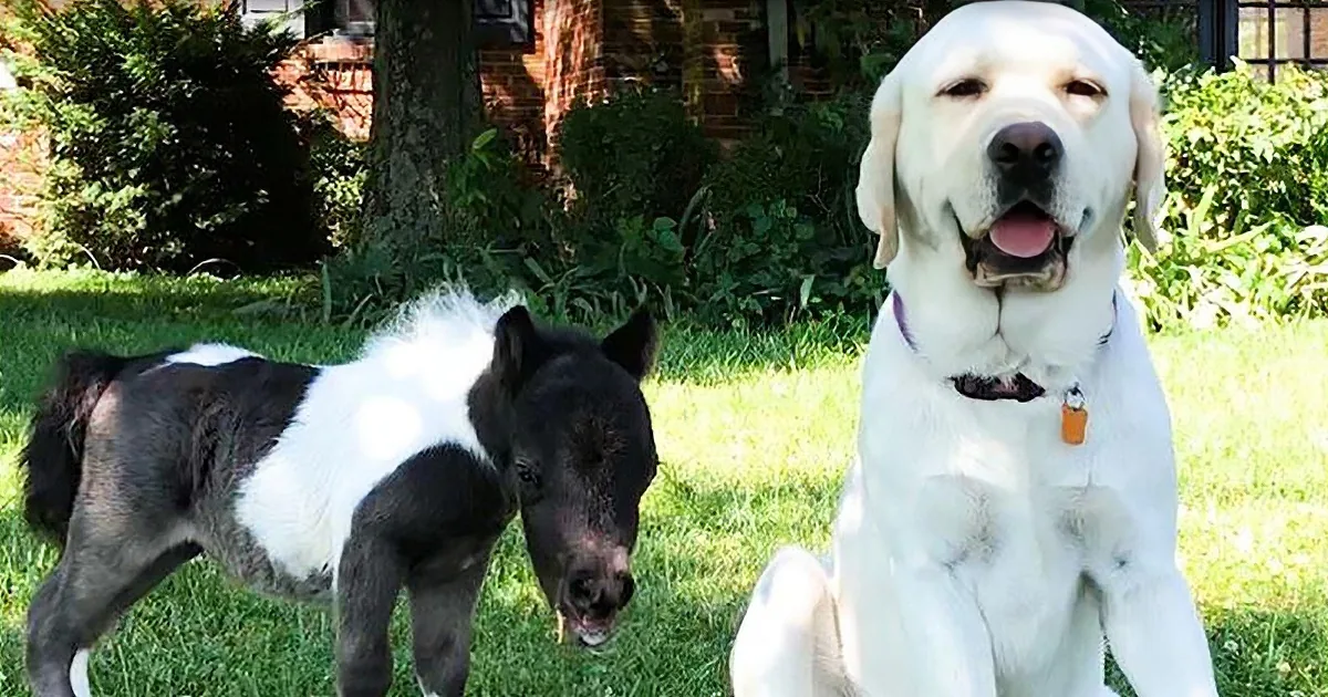 A miniature horse and a Labrador Retriever are sitting on grass in a sunny yard.
