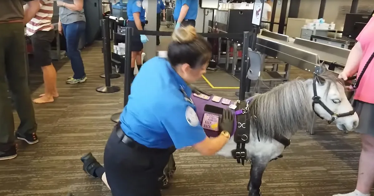 Mini Support Horse Flies for First Time Helping Ptsd Sufferer Travel