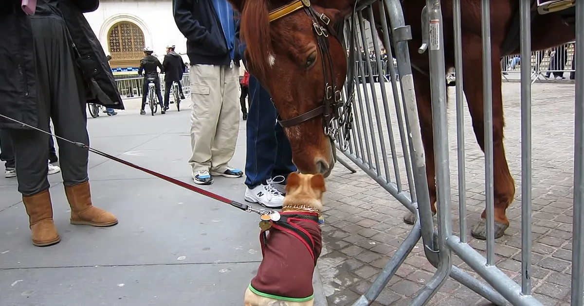Tiny French Bulldog Can't Contain Her Excitement While Meeting Giant Police Horse