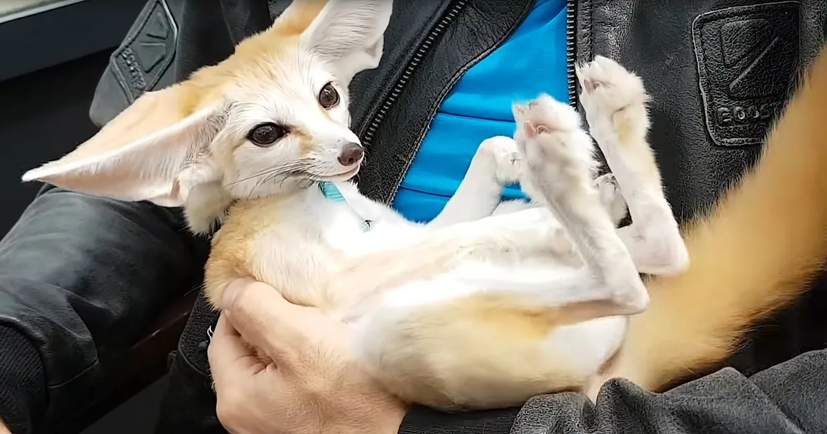 What Do You Get When You Cross a Dog, Cat, and Dolphin? You'll Just Have to See for Yourself