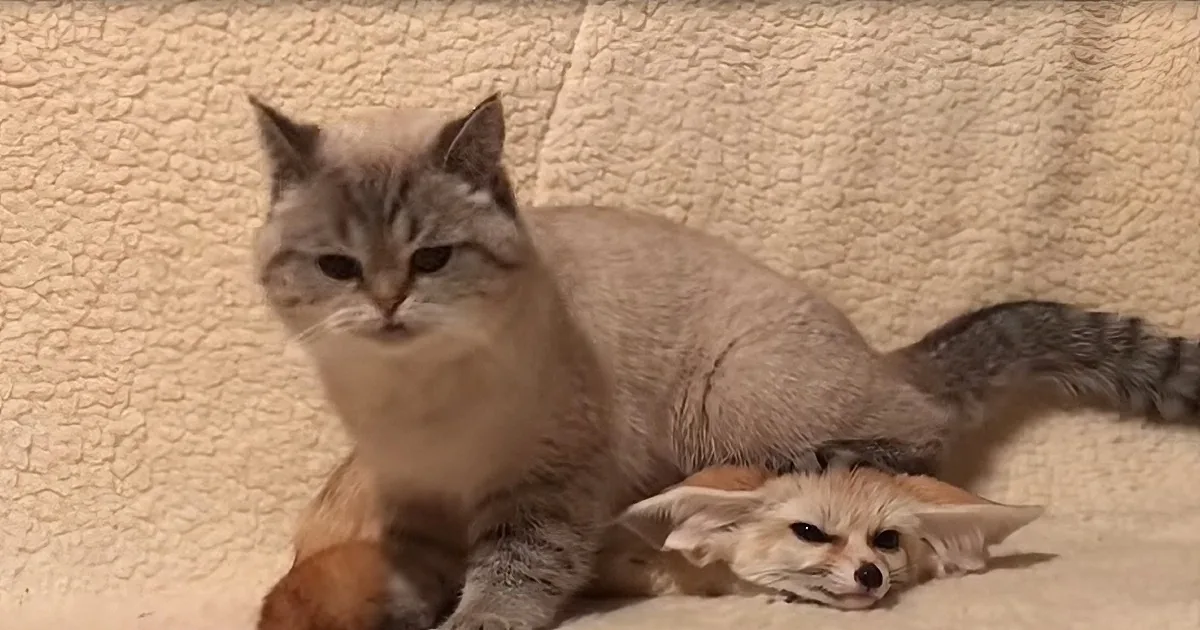 This Poor Kitty Has Had It up to Here, but Who Could Get Mad at a Face Like That??