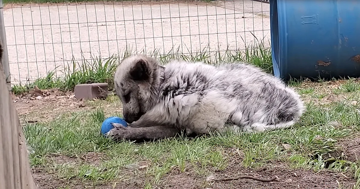 A dog with matted fur lies on grass, chewing on a blue ball near a fence and a blue barrel.