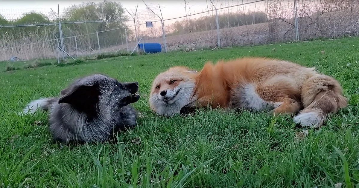 2 Chatty Pet Foxes Enjoy Leasiurely Conversation