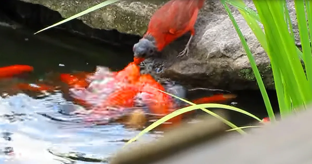 Jaw-Dropping Footage of Wild Cardinal Feeding Goldfish Pond