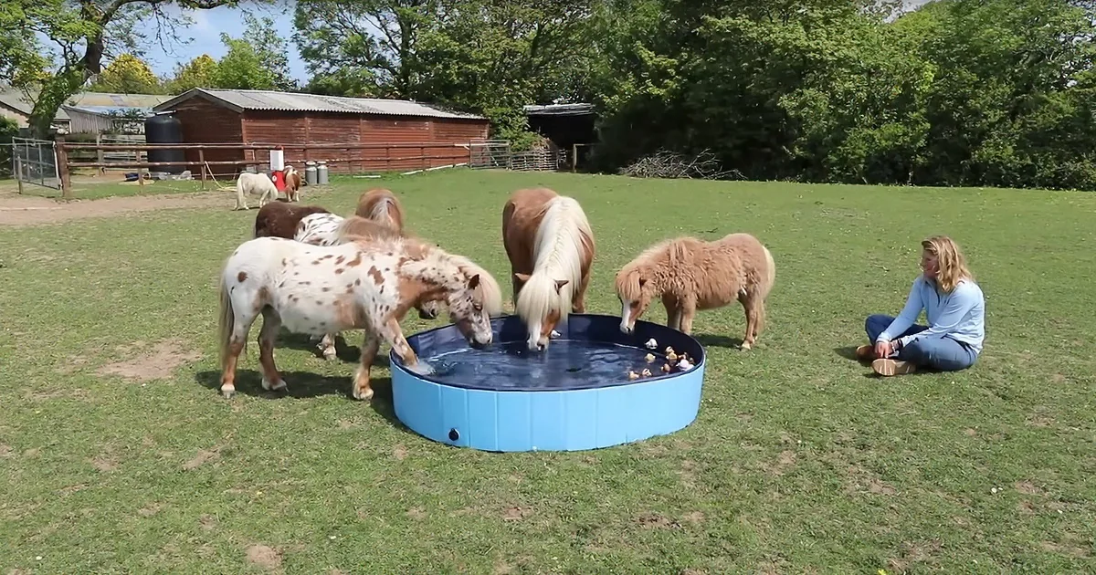 Adorable Ponies Cool off in Refreshing Pool