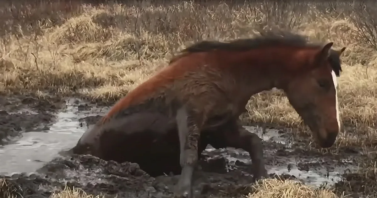 Rescuers Work Hard Freeing Wild Horse Stuck in Mud