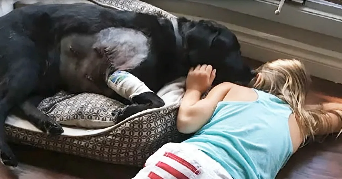 Emotional Video Showcase Child and Dog Becoming Best Friends Over the Course of 12 Years