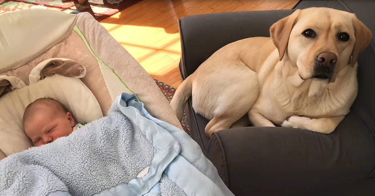 Eager Yellow Lab Can't Contain Joy When Meeting New Baby Sister