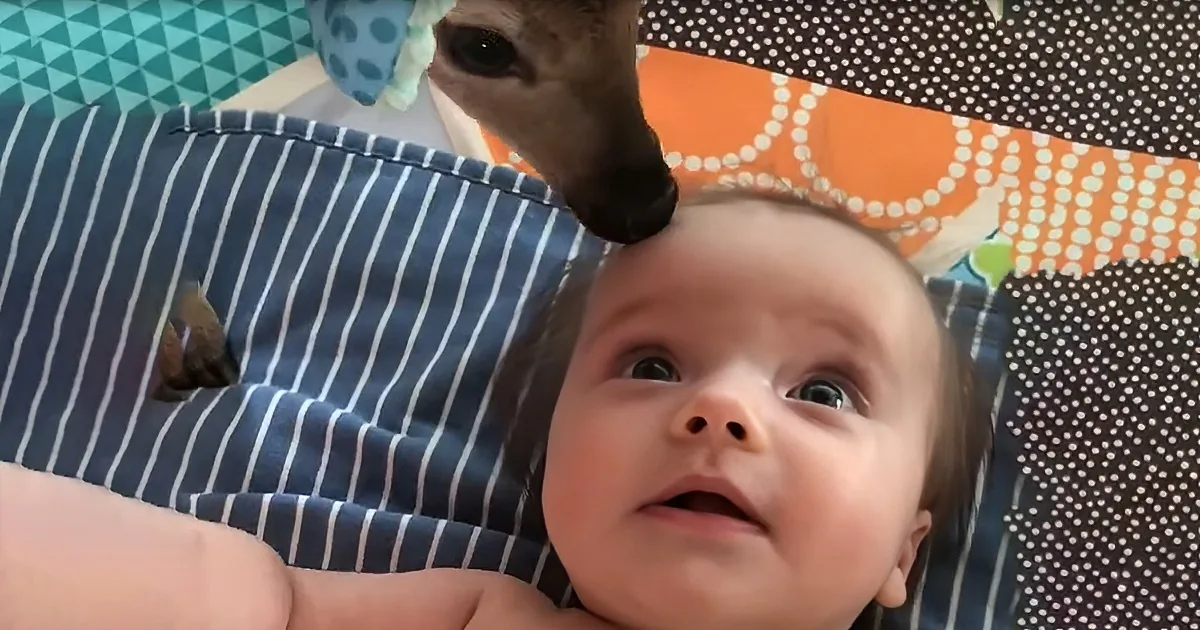 Fawn Bonding With Baby Girl Will Brighten Your Day & Warm Your Heart