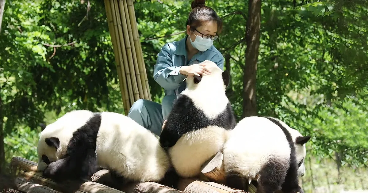 All I'd Do All Day Is Play With That Baby Giant Panda Acting Like a Kid