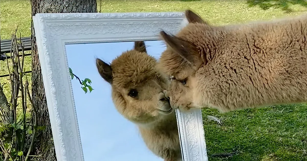 Alfi, the Adorable Alpaca Just, Loves What He Sees in the Mirror