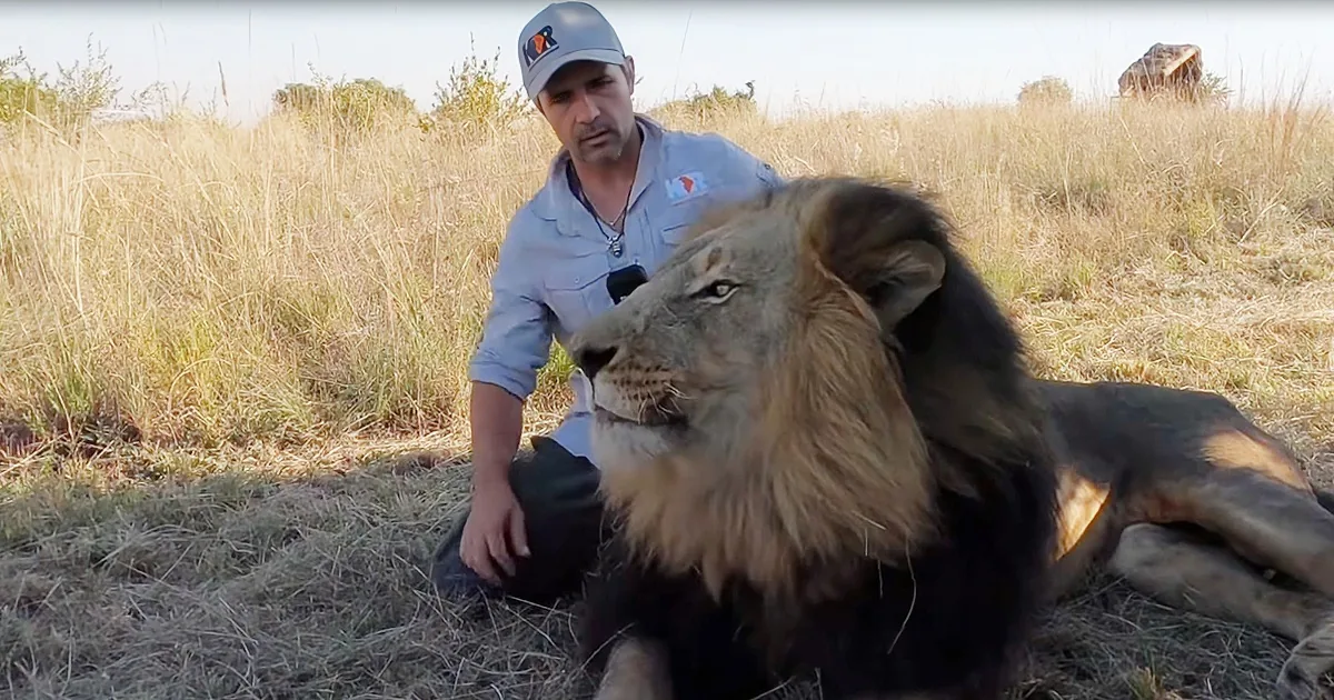 Go on an Incredible Walk With the Lion Whisperer, Bobcat & Gabby