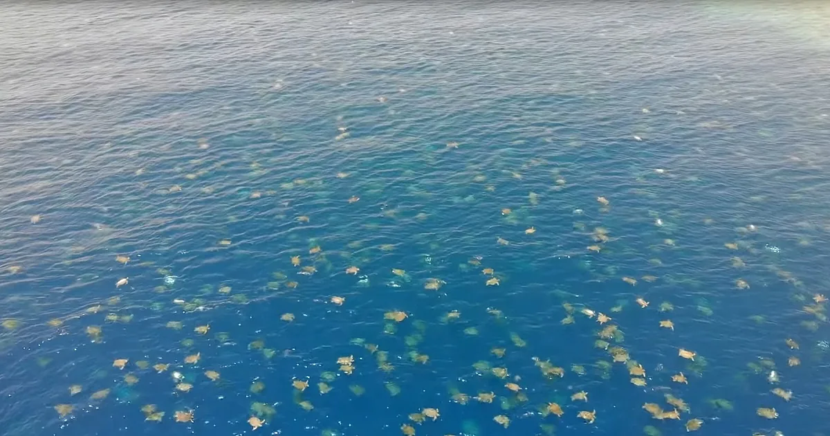 Rookery of Turtles Amass off the Great Barrier Reef & It's Beautiful