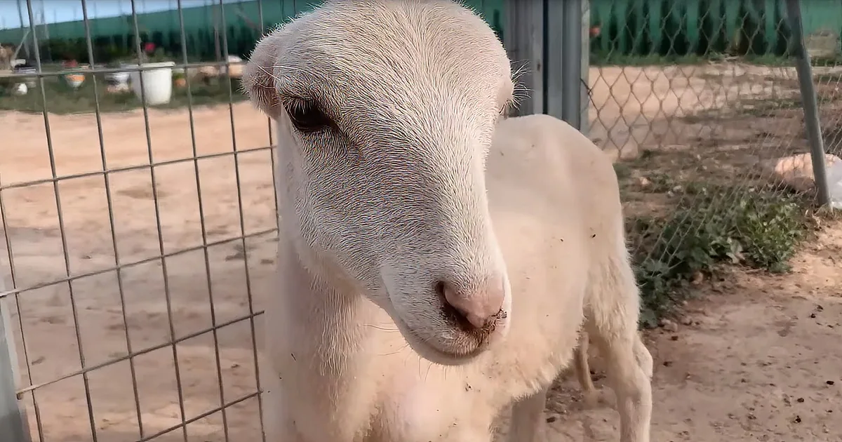 Dog Rescuers Bring in Lamb Without Ears and It's Adorable