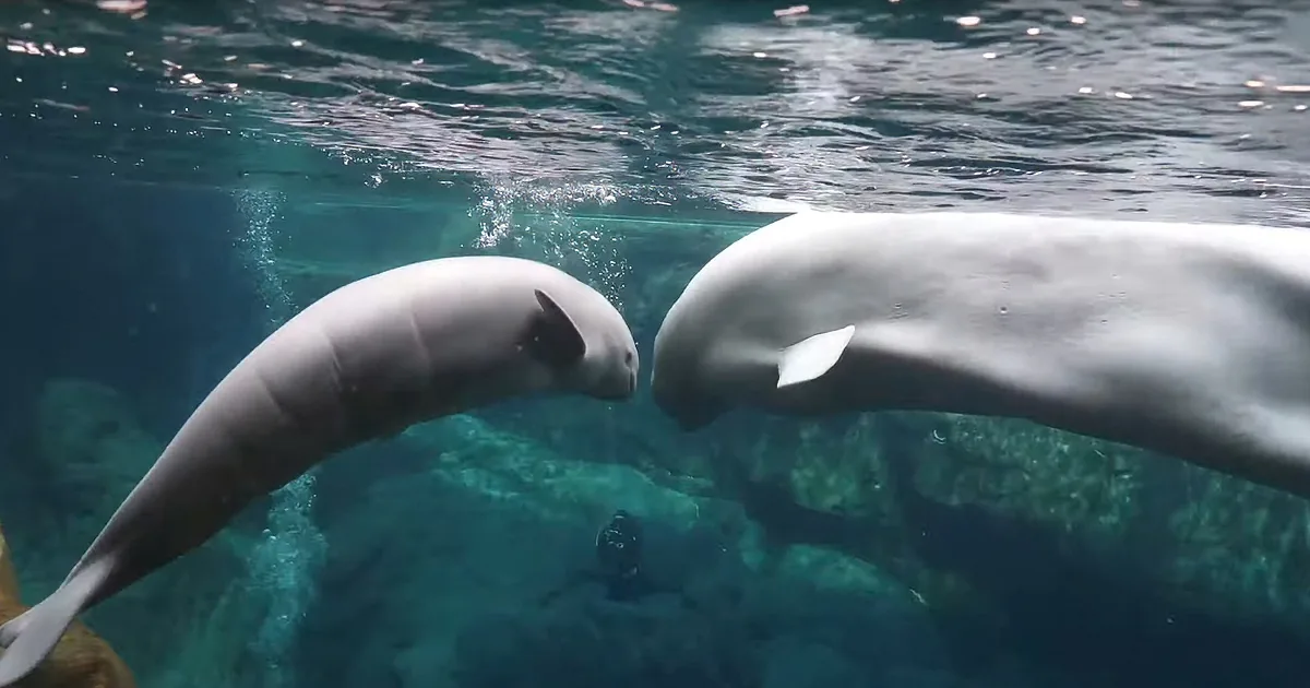 You'll Instantly Fall in Love With This Beluga Whale & Her Calf