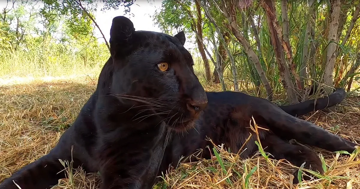 Discover a Black Leopard's Sense of Touch With the Lion Whisperer