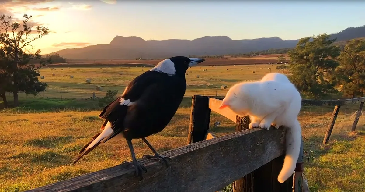 A magpie and a white cat perch on a fence, overlooking a golden field and distant mountains at sunset.