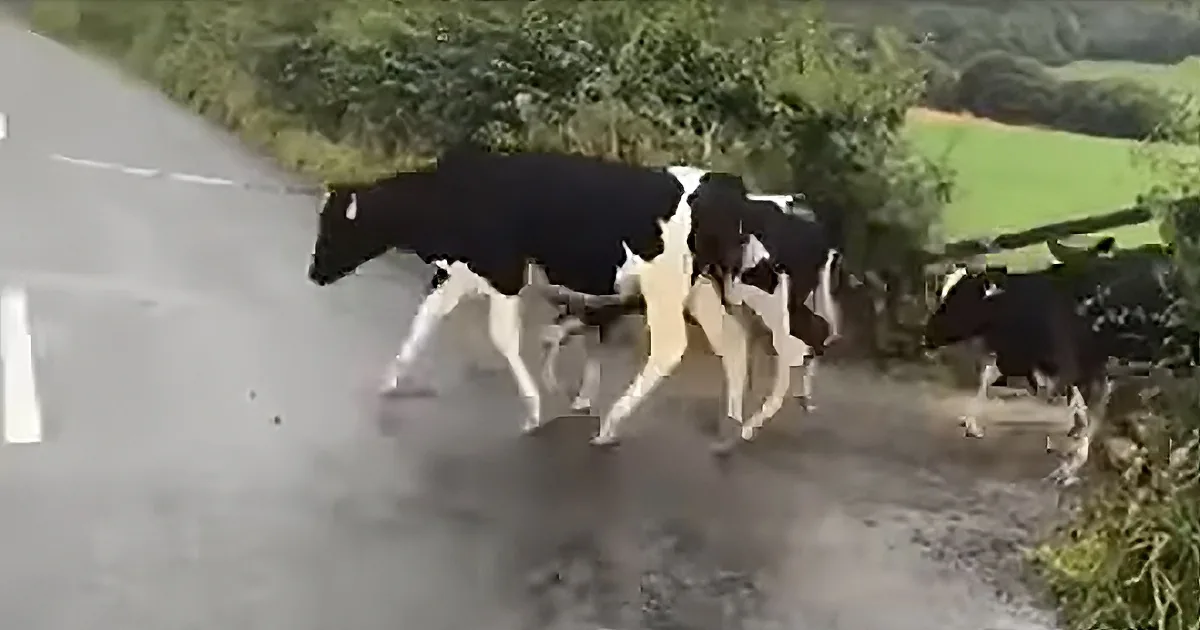 Hopping Mad Cows? Nope, Just Really a Strange but Natural Dairy Cow Day