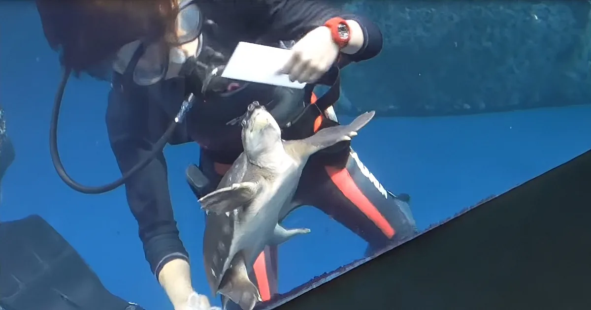 Curious Turtle Won't Leave Aquarium Worker Alone While Cleaning the Tank