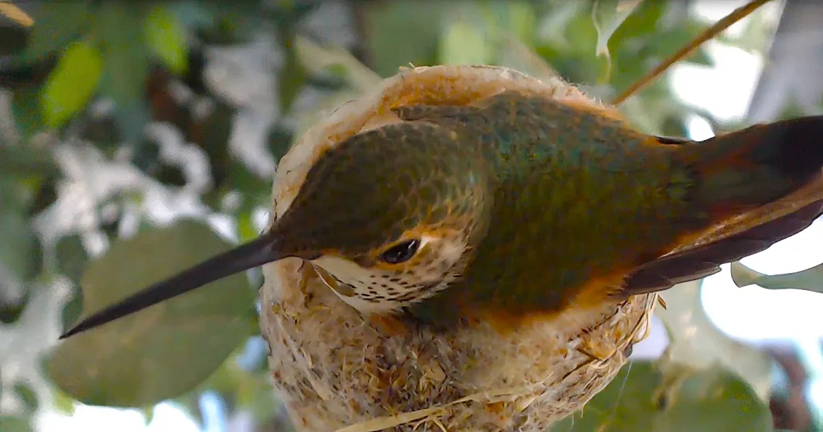 A hummingbird with a long beak is nestled in a small, intricate nest surrounded by green foliage.
