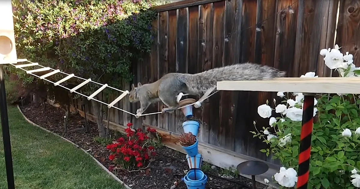 Former NASA Engineer Builds Jaw-Dropping Obstacle Course for the Squirrels That Steal Birdseed