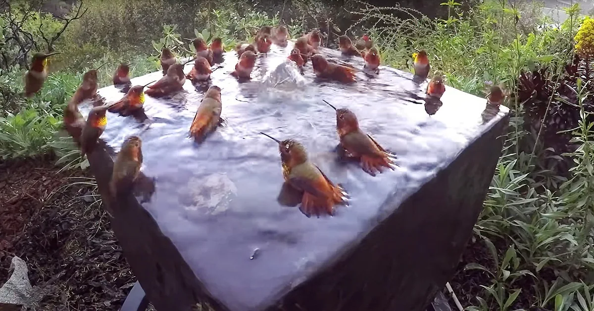 Hummingbird Pool Party Goes Viral