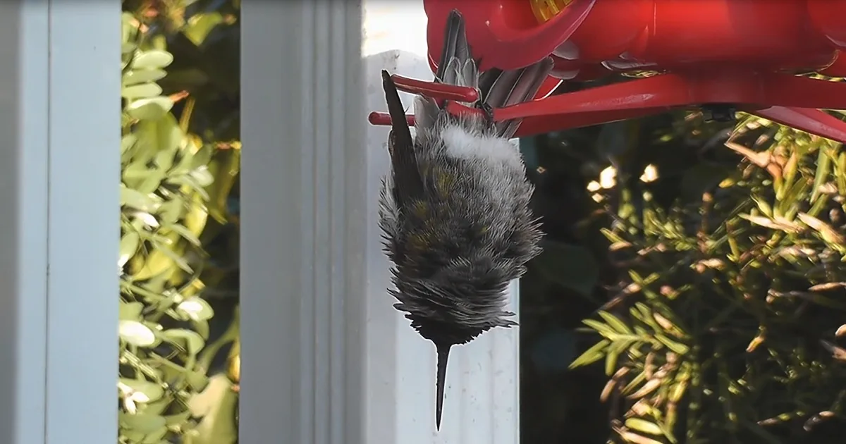 Adorable Hummingbird Sleeps While Hanging Upside Down