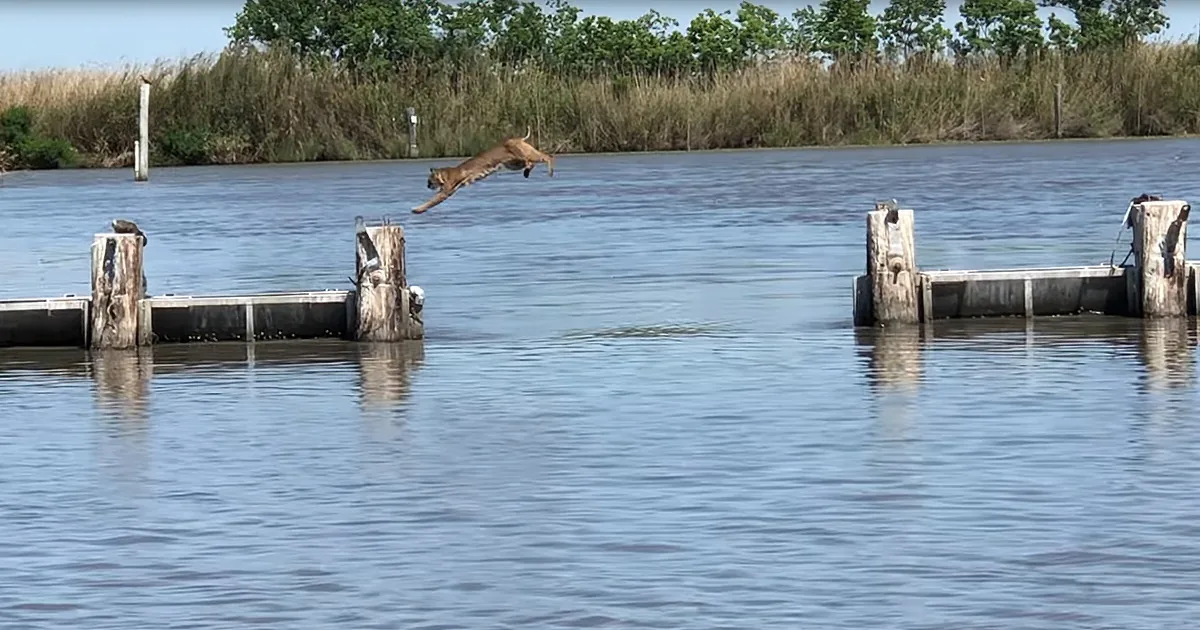 Wild Bobcat Makes Huge Jump Over Water Appear Easy