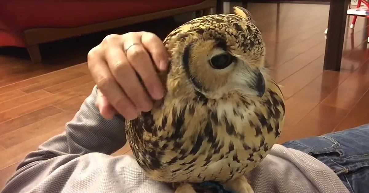 Youtuber Relaxes on Floor With Elusive Pet Owl