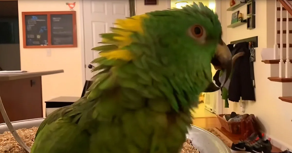A vibrant green parrot with yellow feathers on its head is perched in a room with a staircase and shelves in the background.